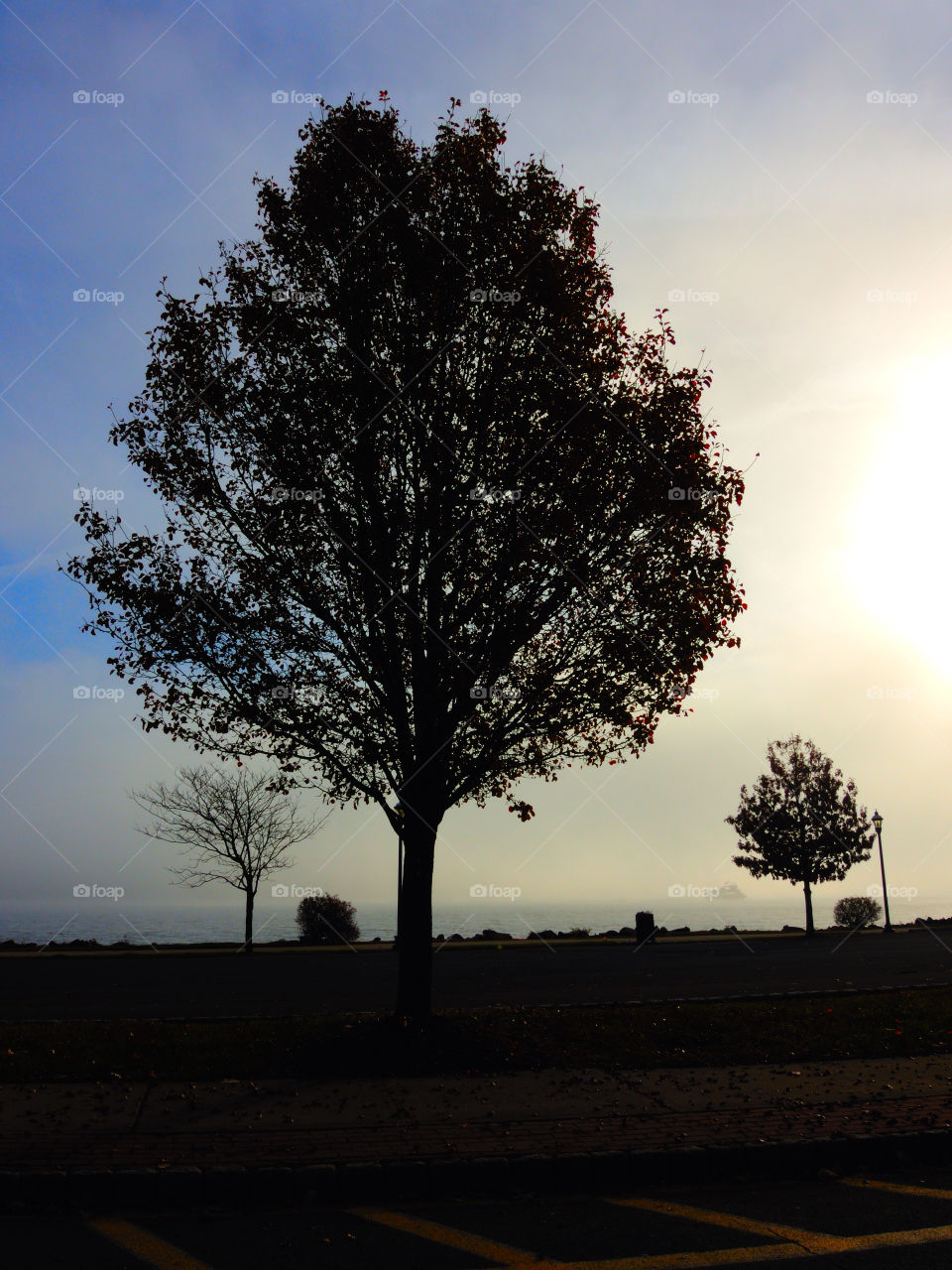 newburgh ny tree river silhouette by delvec