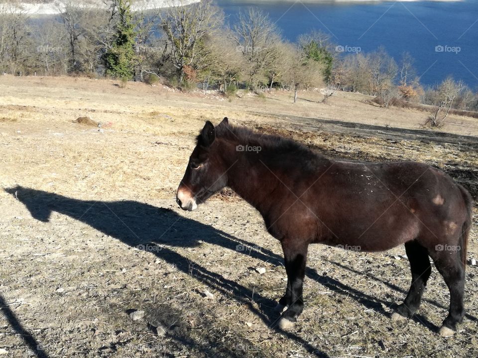 An horse and its shadow  on the shores of the lake