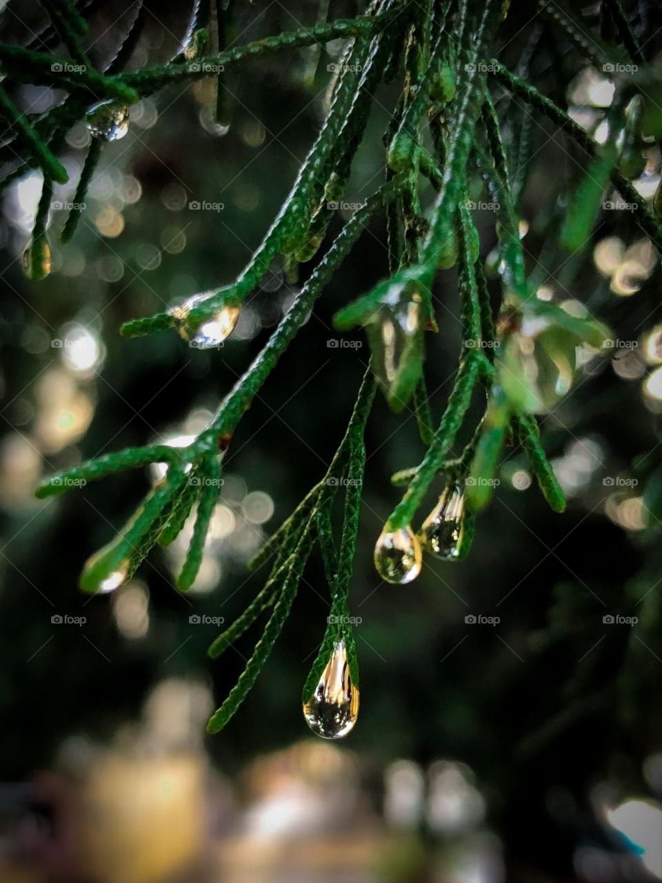 Rain on tree 