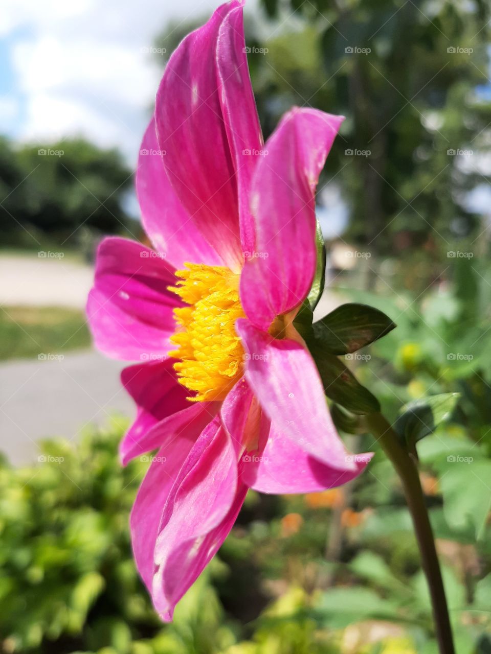 pink dalhia in summer
