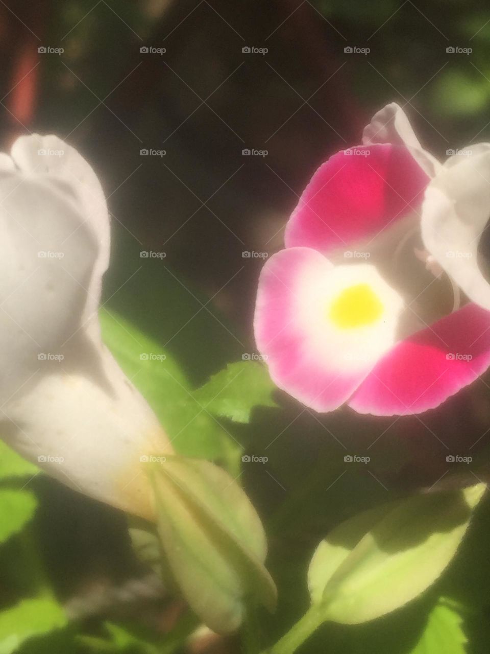 Pink and white flower