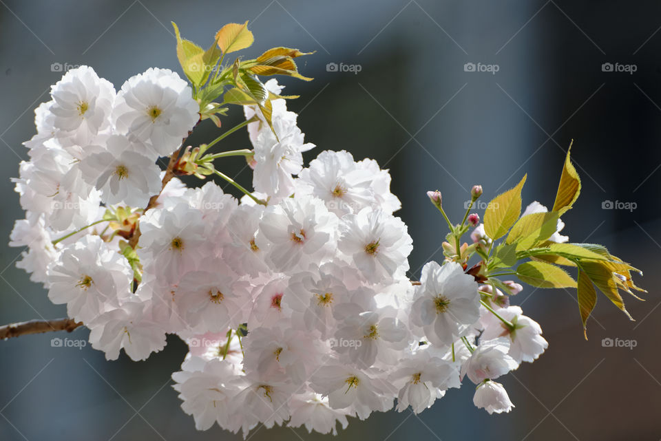 Pale pink yaezakura cluster