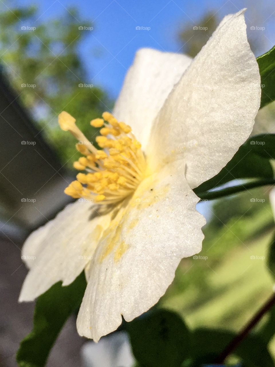 Macro flower with pollen 