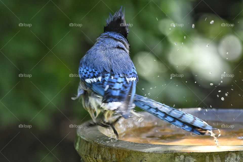 Blue Jay in my yard