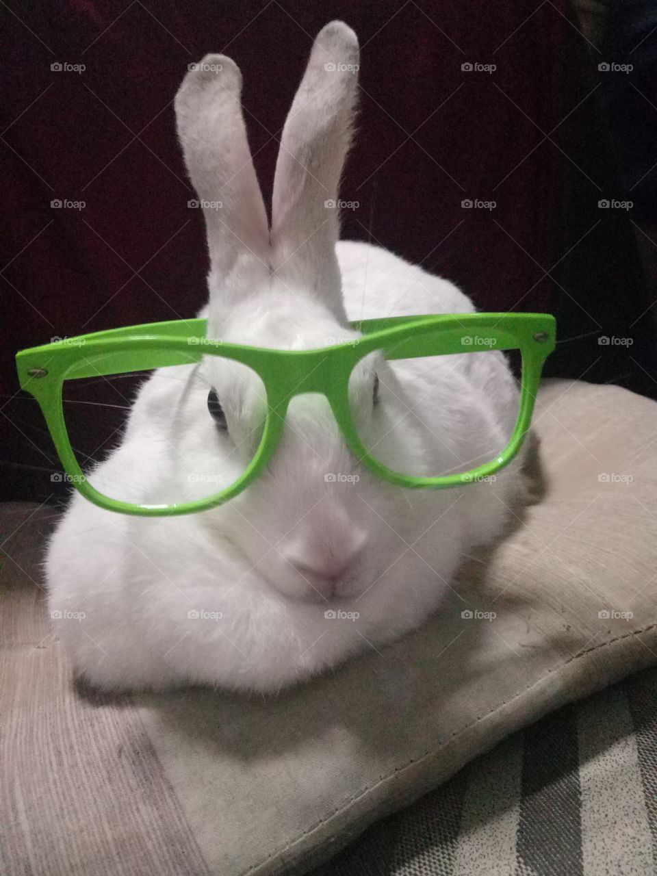 The cute bunny like studying.