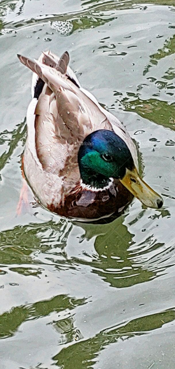 Close-up of a Duck!
