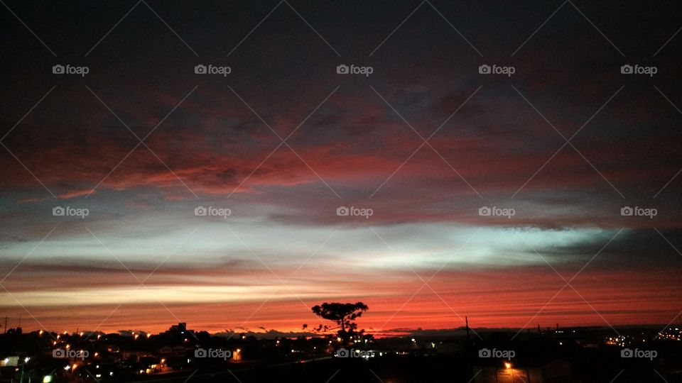 Araucaria Sunset