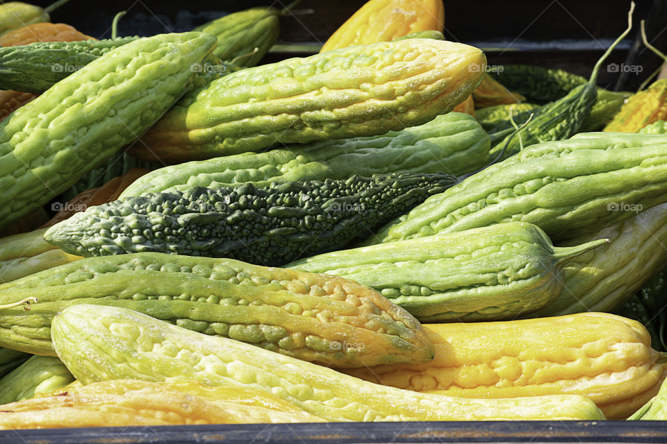 Bitter gourd with yellow seed storage for cultivation.