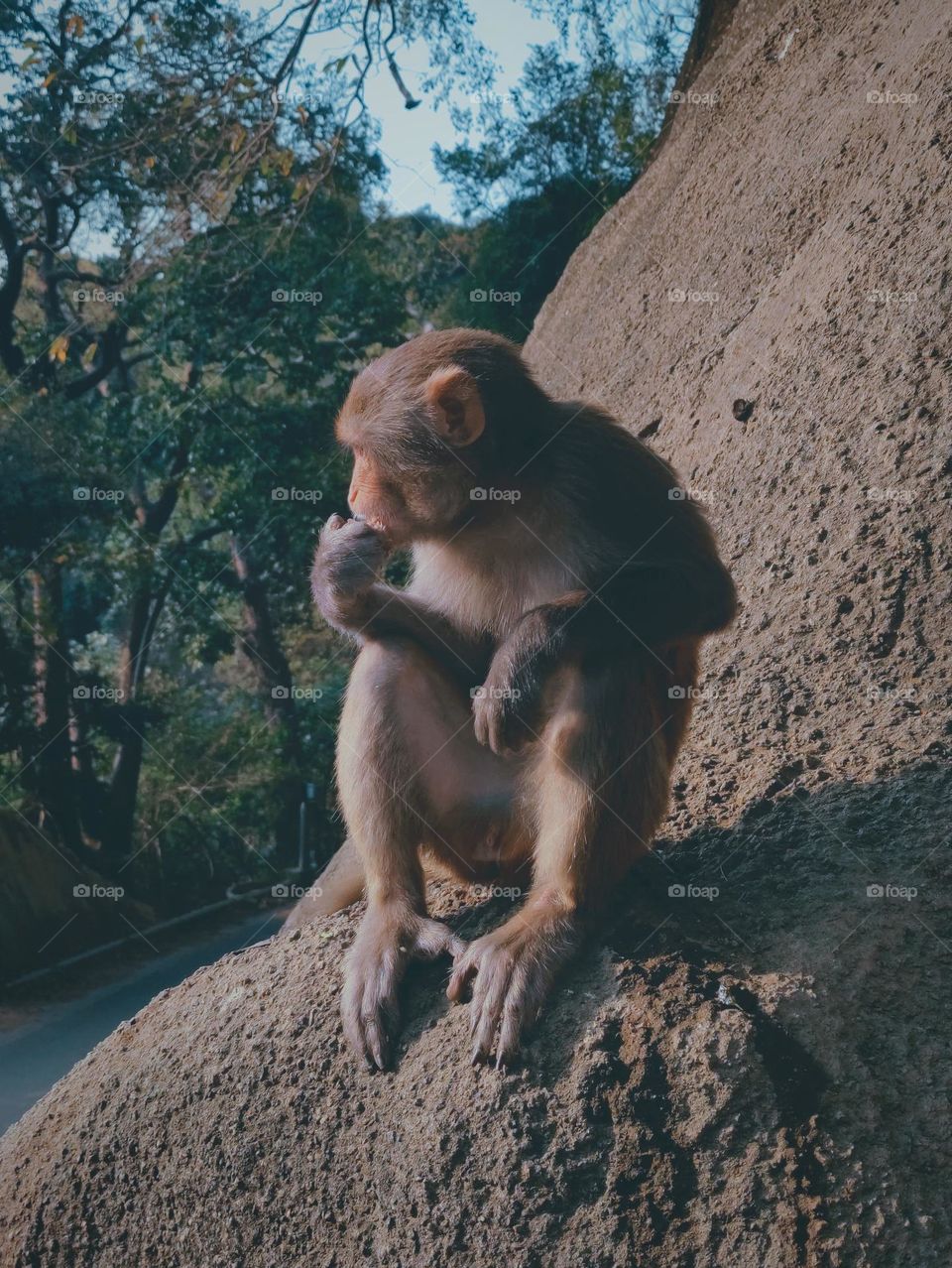 Monkey enjoy the sunset while eating fruit.🐒