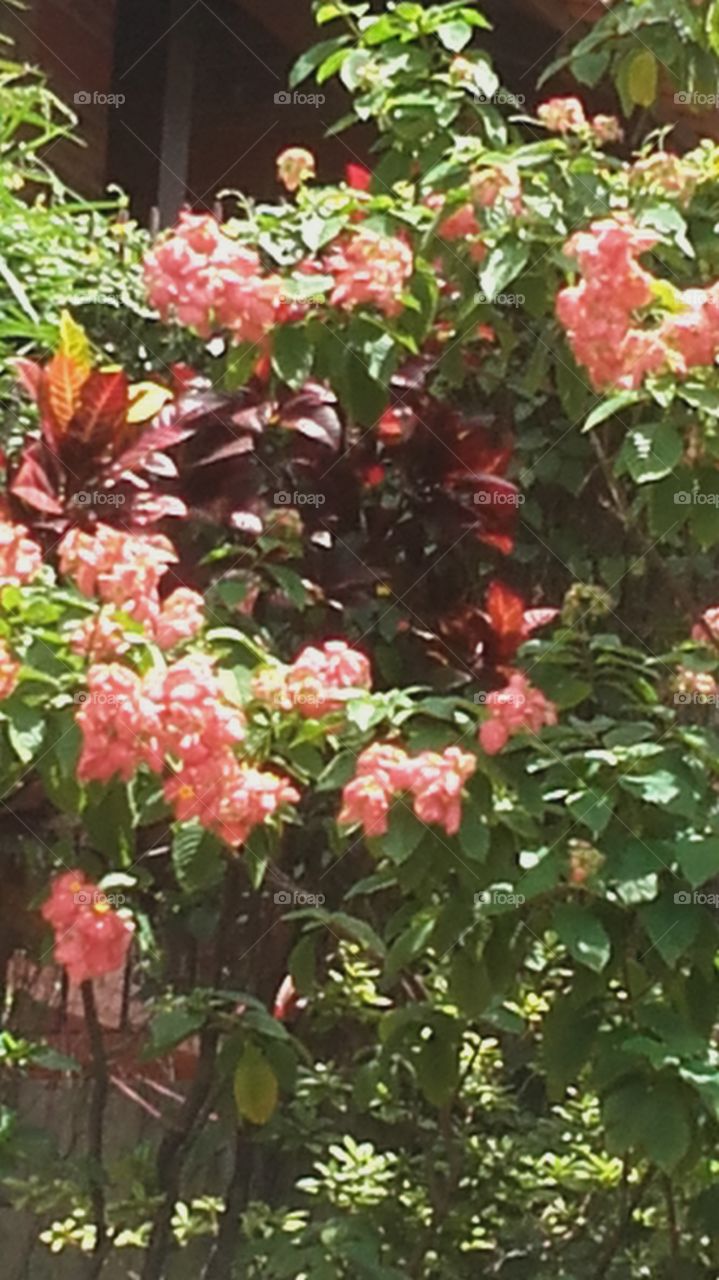 flor brasileira com pétalas Rosa linda