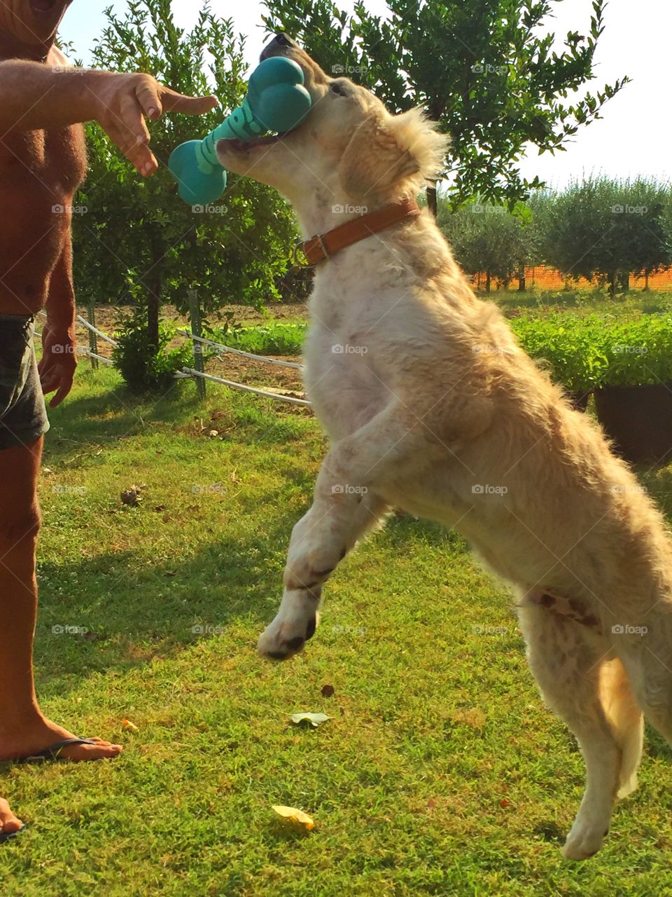 Playing with the dog. Platino with the dog in a hot day this summer