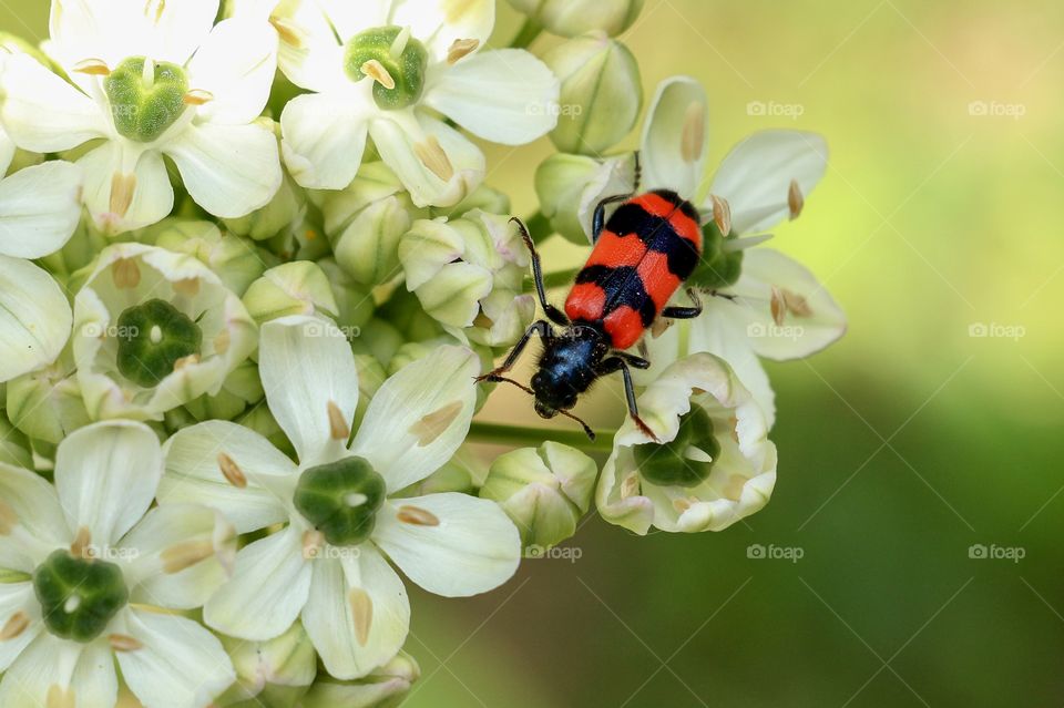 Red and black bug on a beautiful white lower