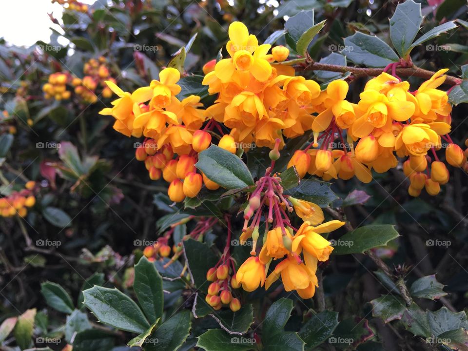 Natural beauty yellow flower