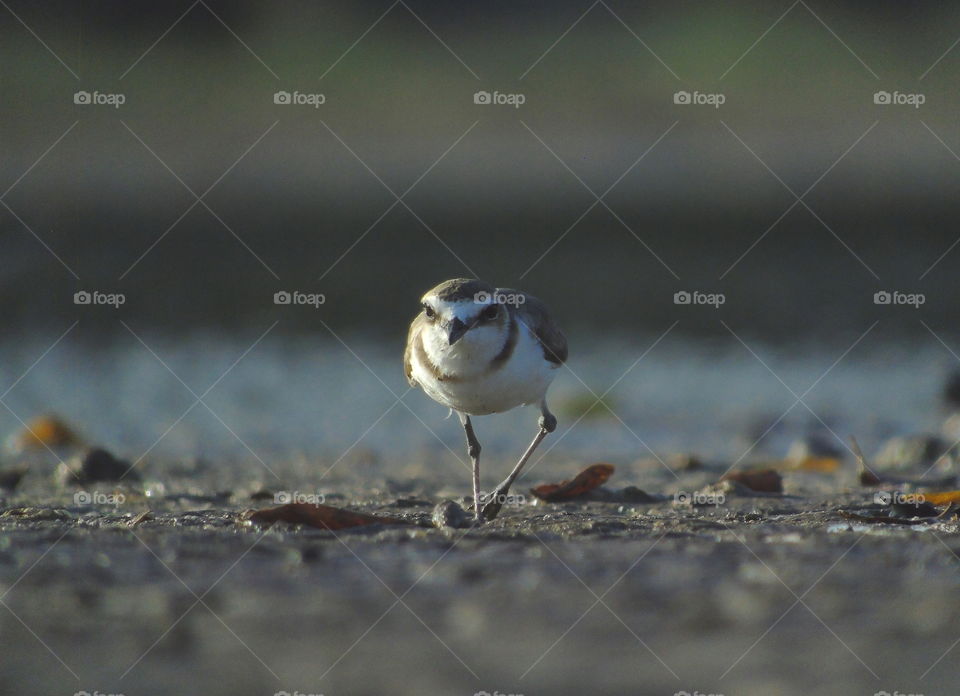 Kentish plover . Trouble left knee of the bird when captured at the afternoon . As away of its interest to feed , the bird's solitery keep on distancing with others as on species of plover . A pity moment of sad shown while Its succes to get its feed