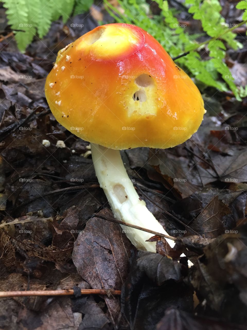 Mushroom fungi leaves