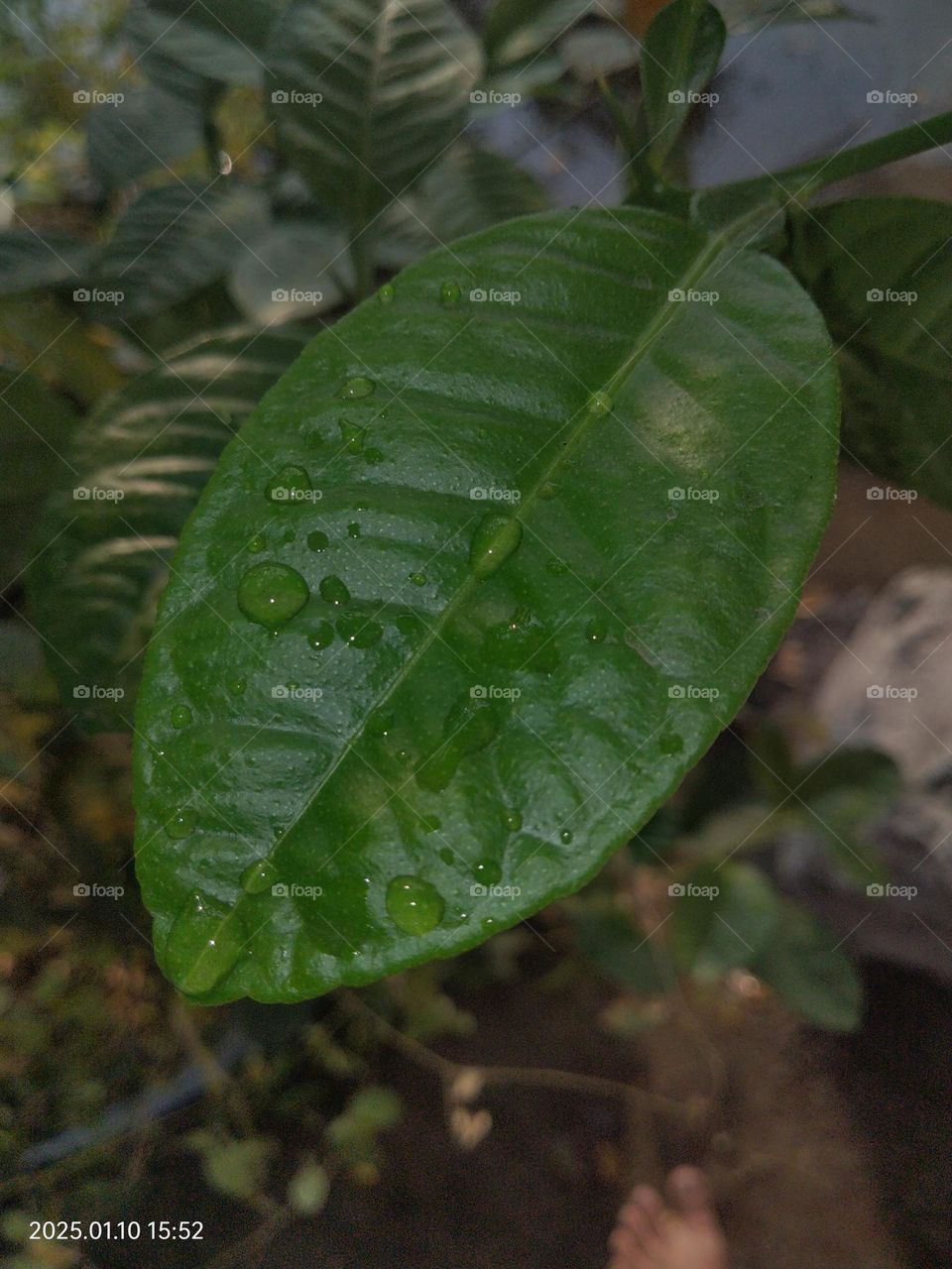 Lemon leaves