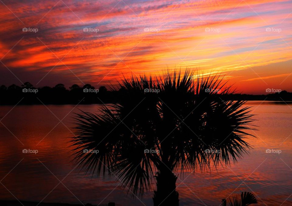 Silhouette of palm tree at sunset