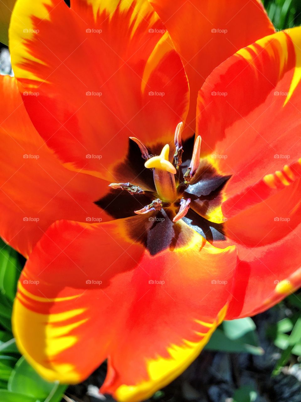 close up flower