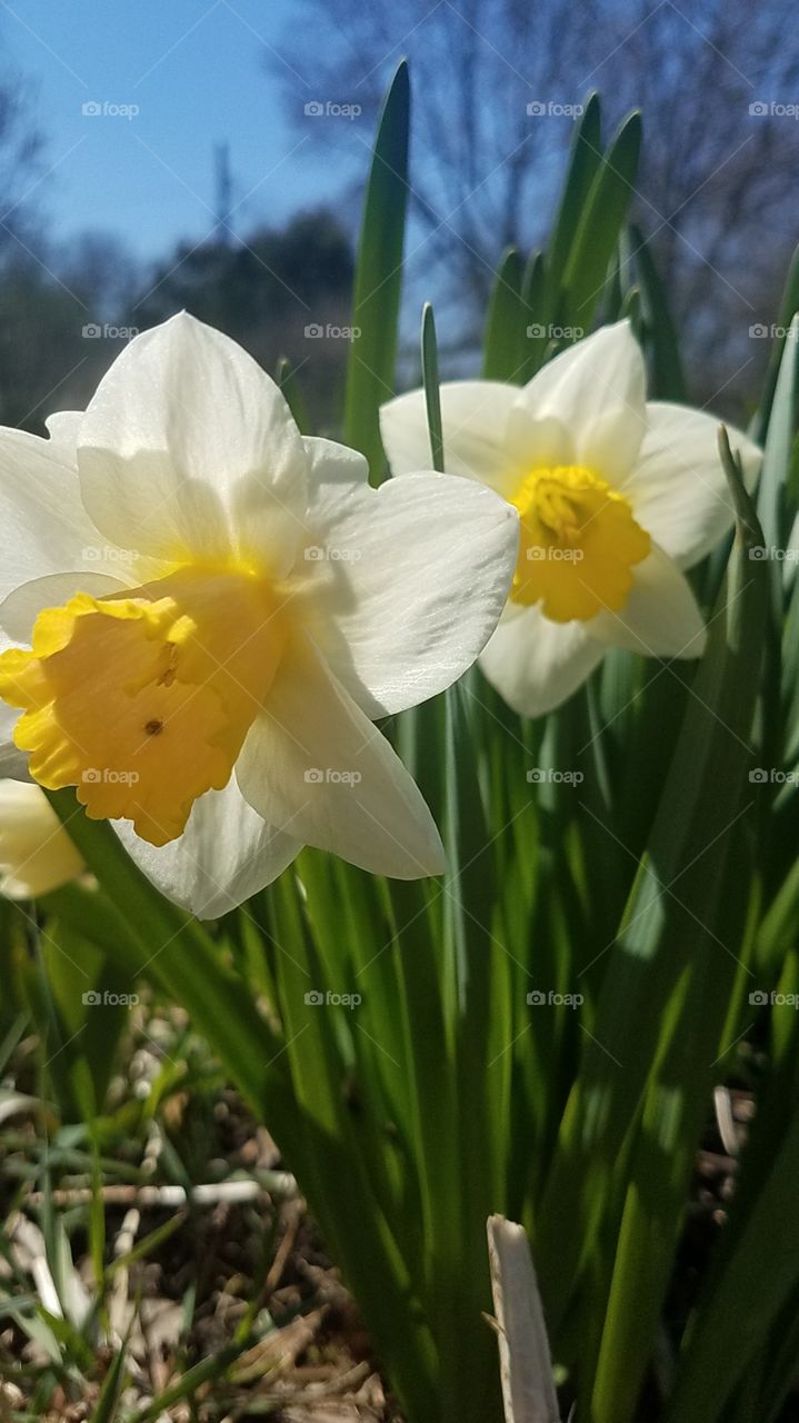 Spring flowers