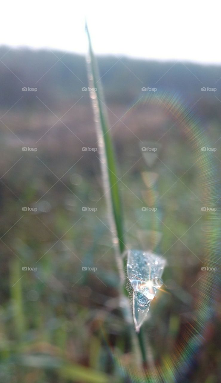 Sun ray in the dew point