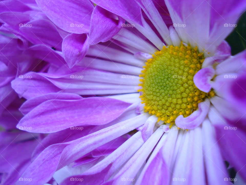 Purple Flower