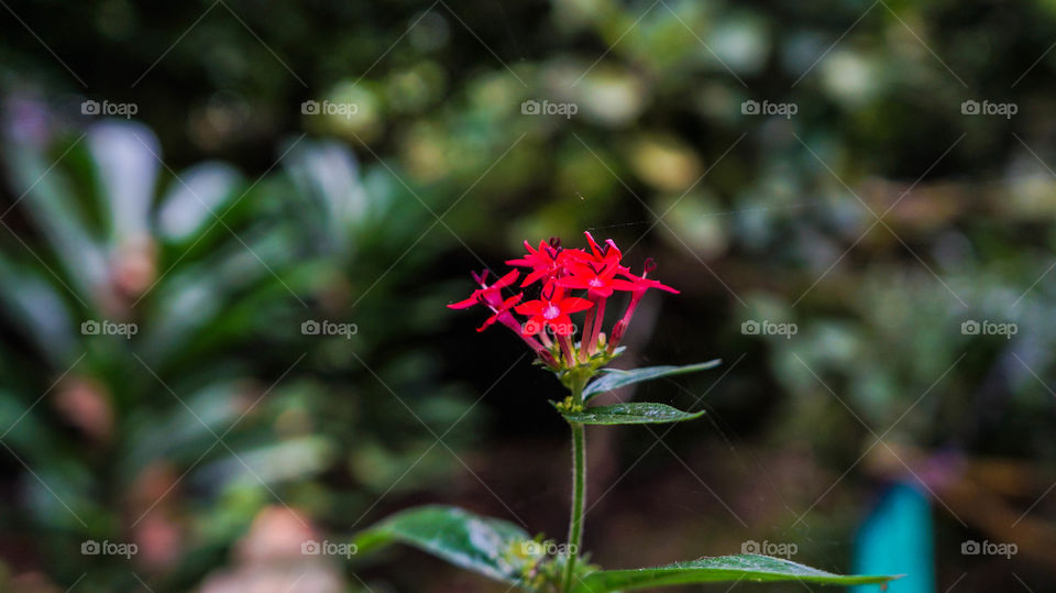 Close-up of red flower