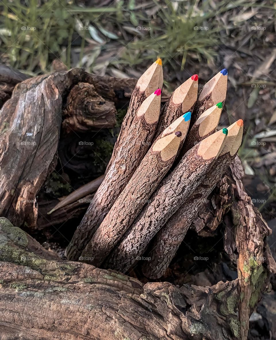 A collection of twig pencils sitting in a hole in a log