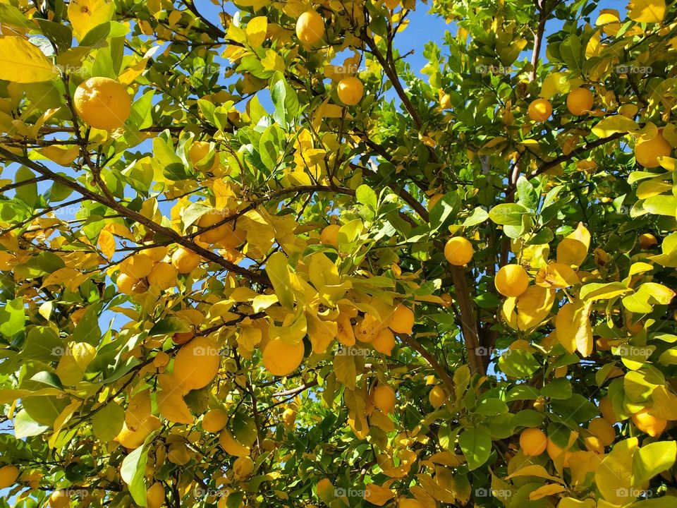 lemon tree