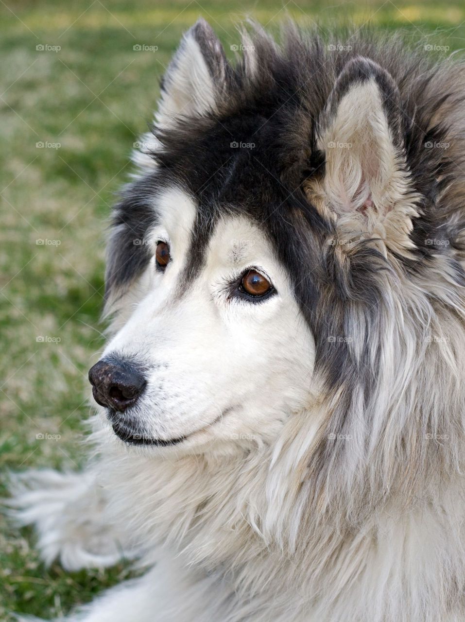 Beautiful Malamute