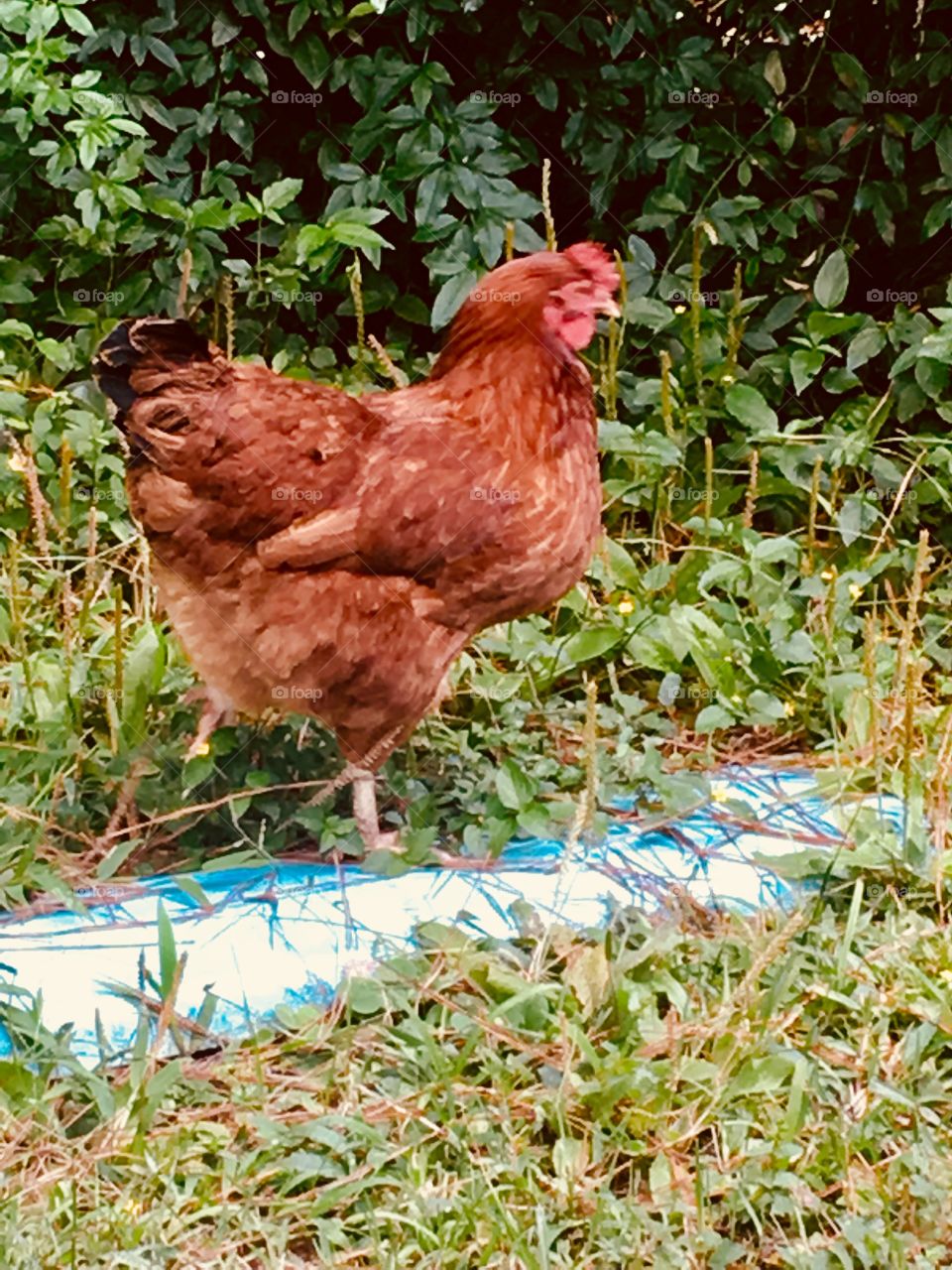 A Galinha Pintadinha se distraindo no meio do mato. Cisca, anda e passeia. Co, co, có!