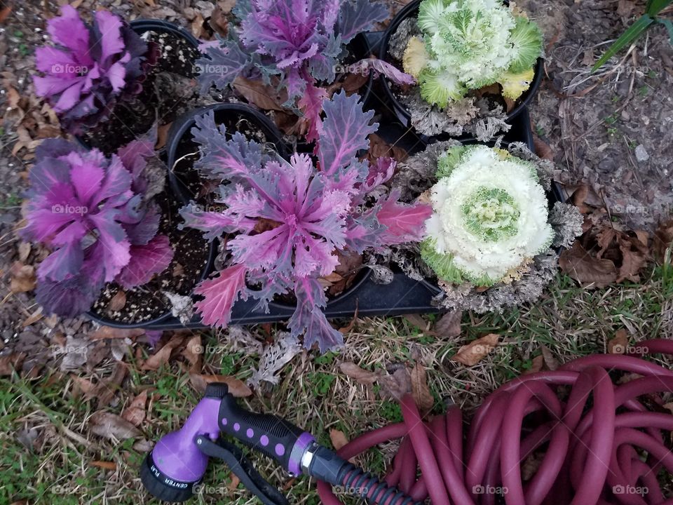 Working in the Garden with Purple