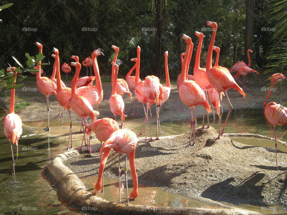 Flock of Flamingos . birds of a feather...
