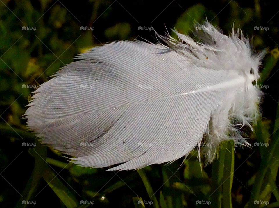 Beautiful dove feather