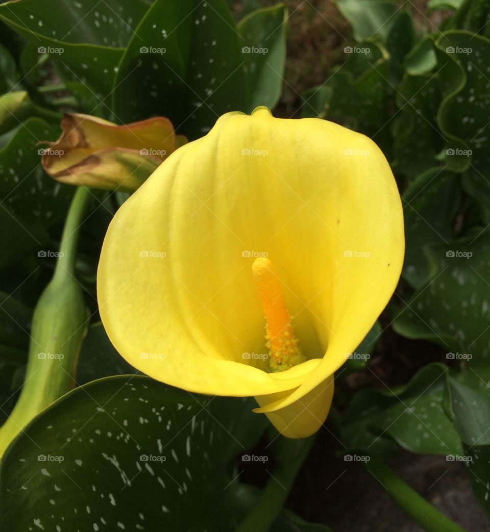 Yellow Lily over viewed
