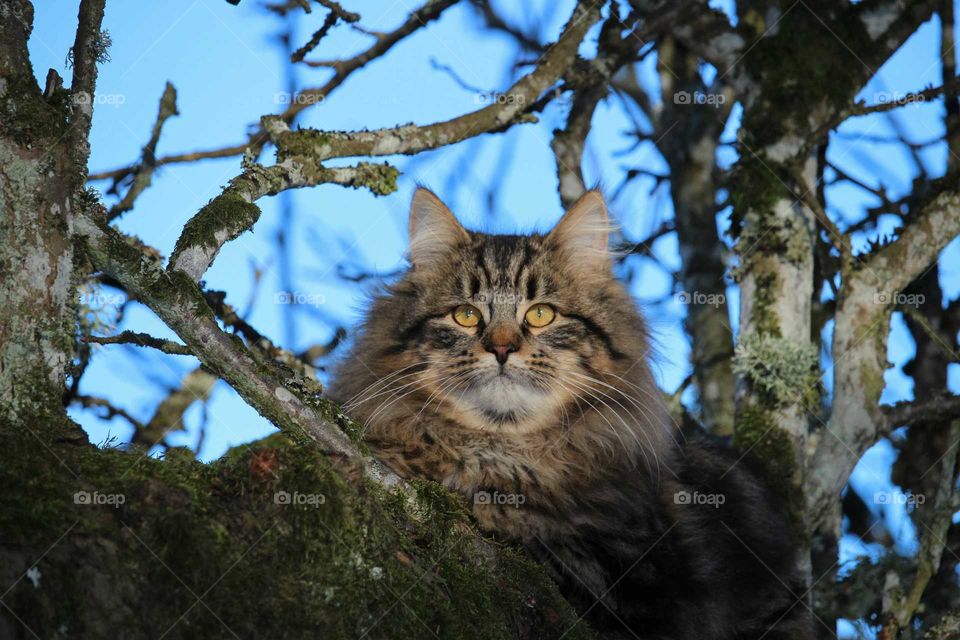 Tabby cat looking at camera