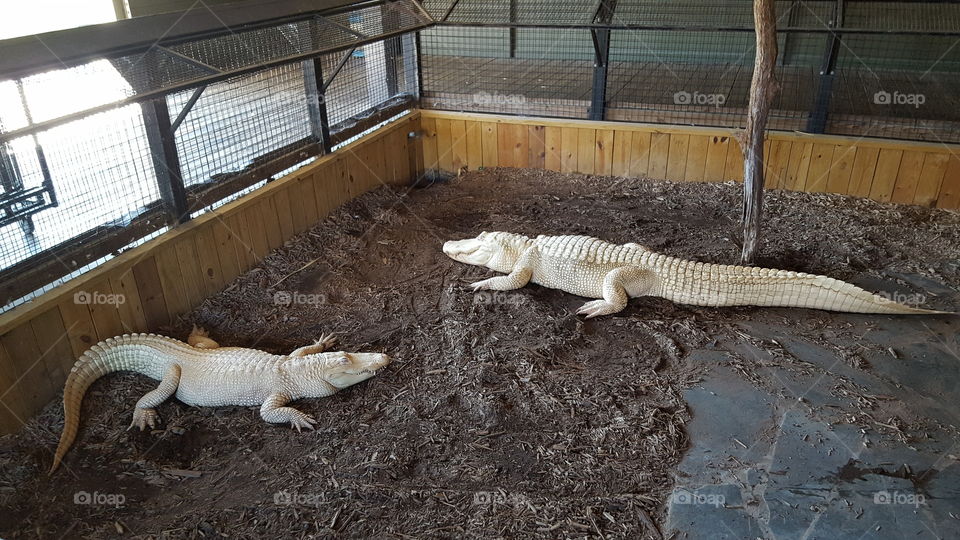 Live albino alligators