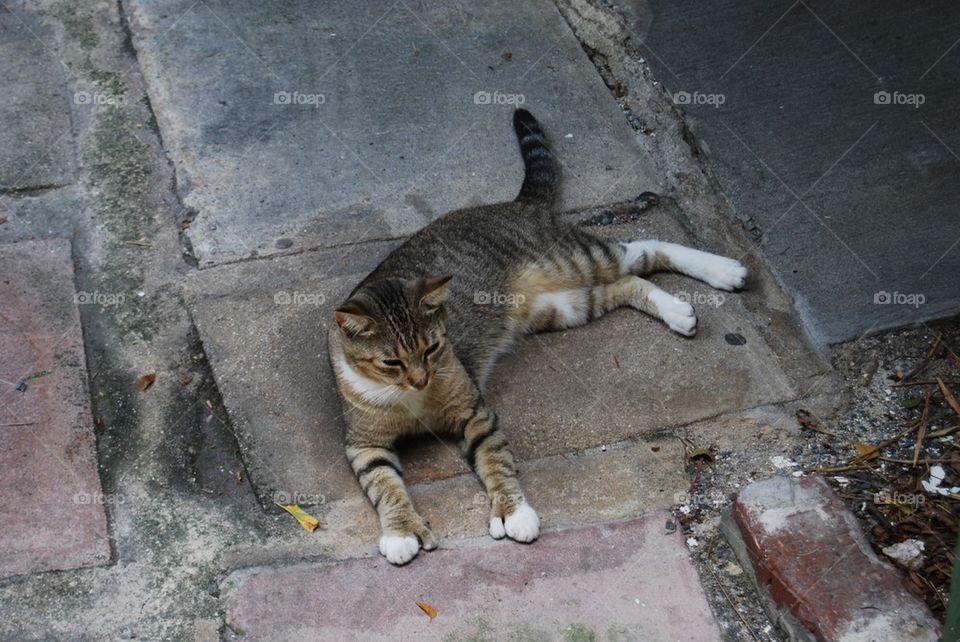 Cat with six toes