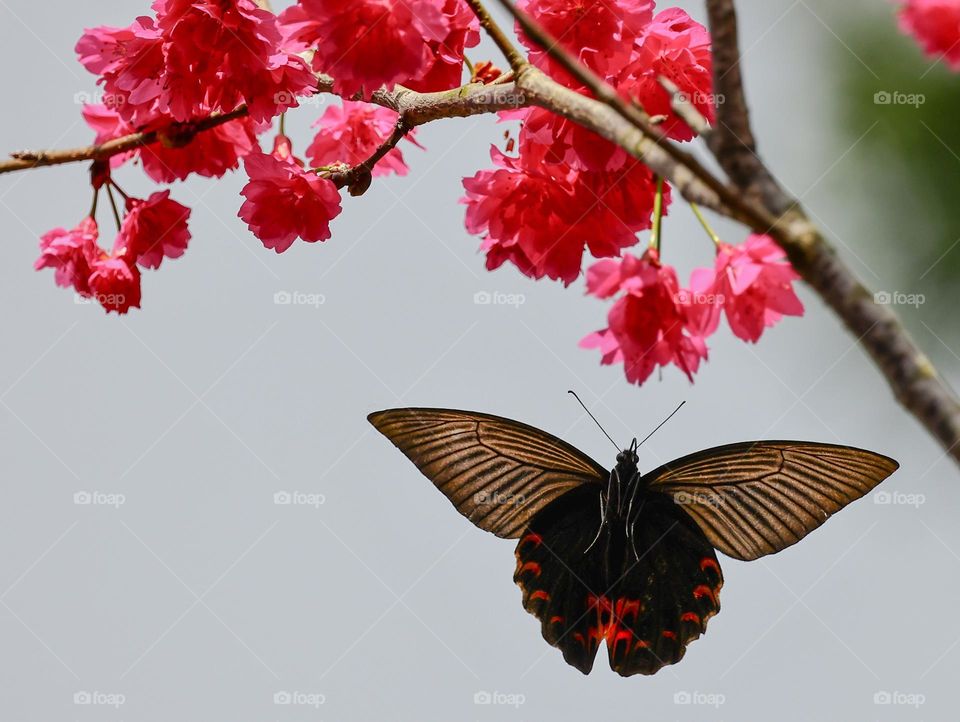 Beautiful and cute butterfly