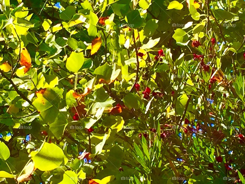 Plants and flowers 