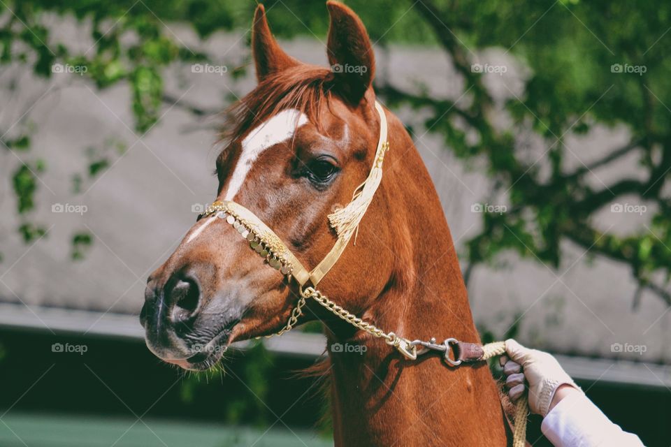 Beautiful arabian horse