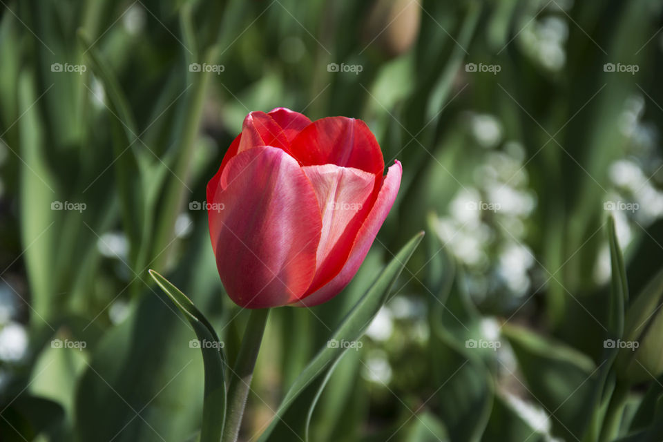 tulip close up