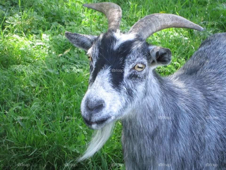 goat friend