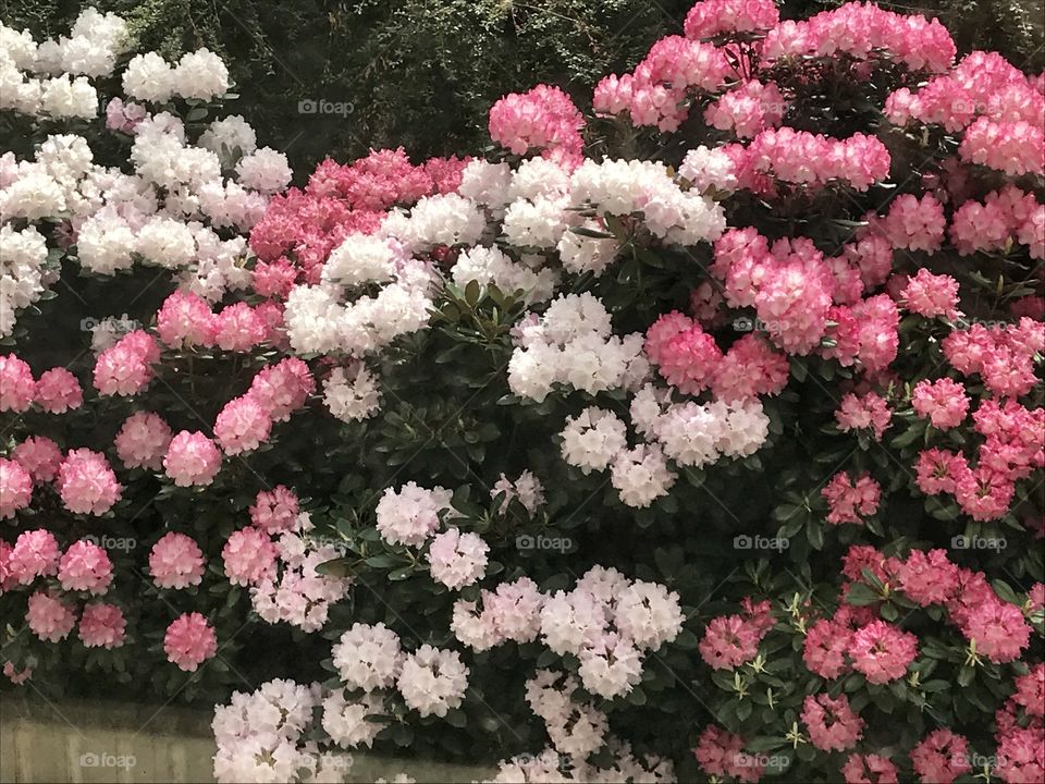 Rhododendron flowers