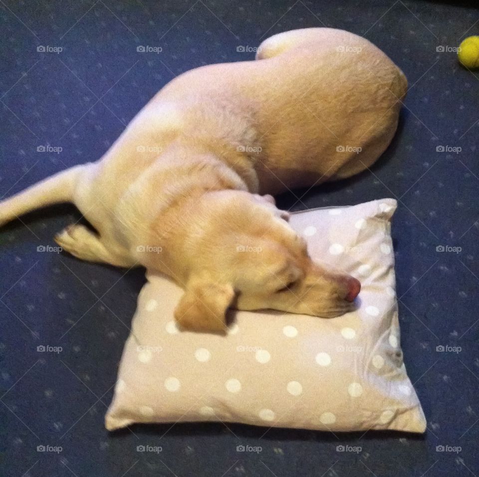 Cushion comfort 