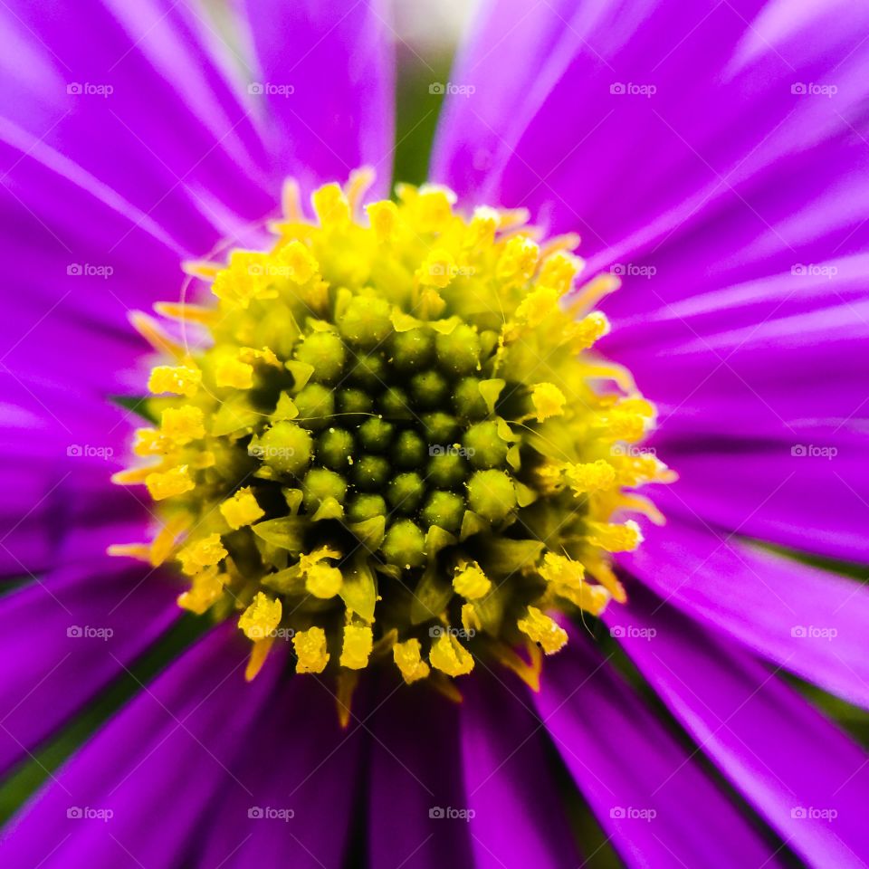 Nature, Flower, No Person, Summer, Garden