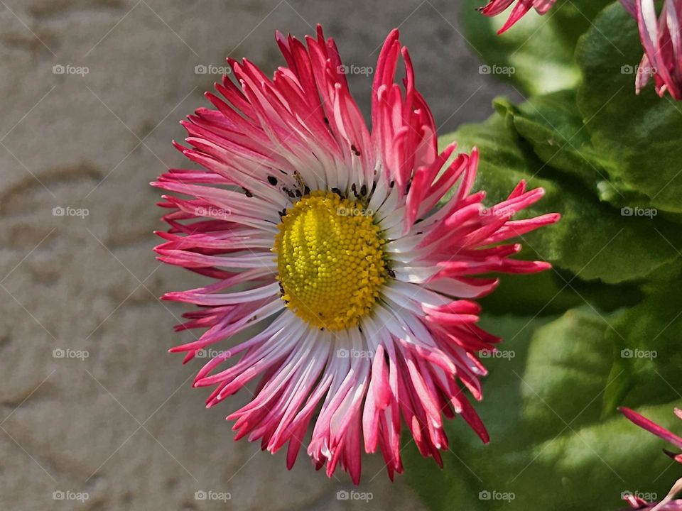 Pink tipped English daisy, an attractive winter flower