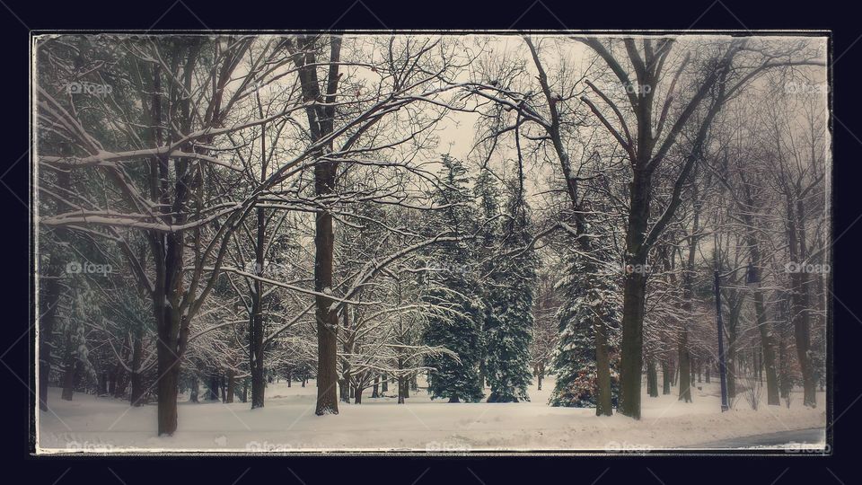 winter in the park. a winters day