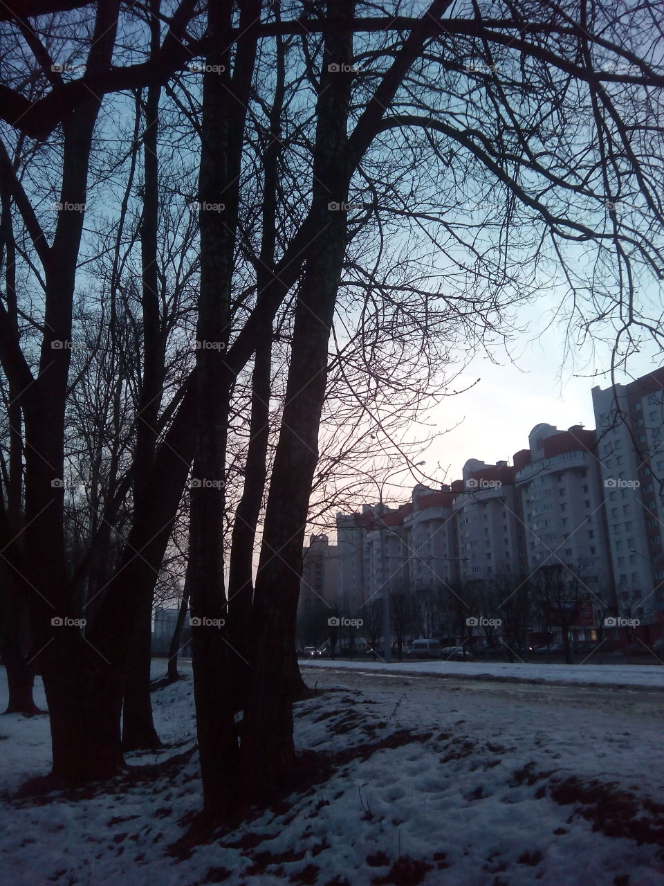 Winter, Snow, Tree, Landscape, Weather