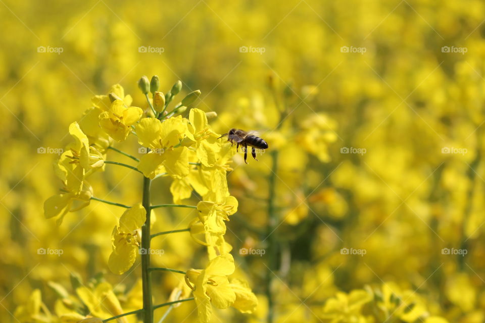 plant bee carnola honey summer sun warm spring