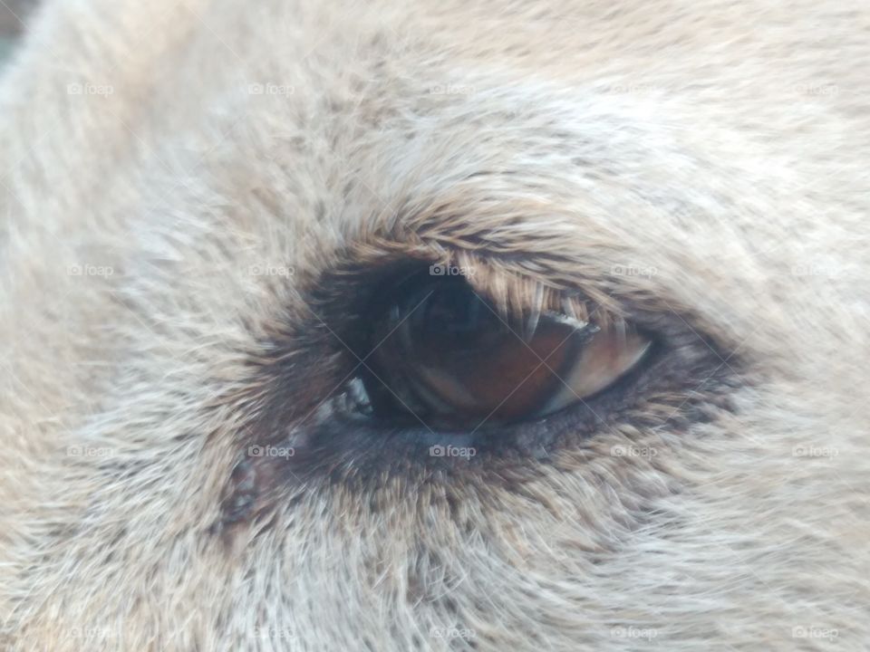 dog eye